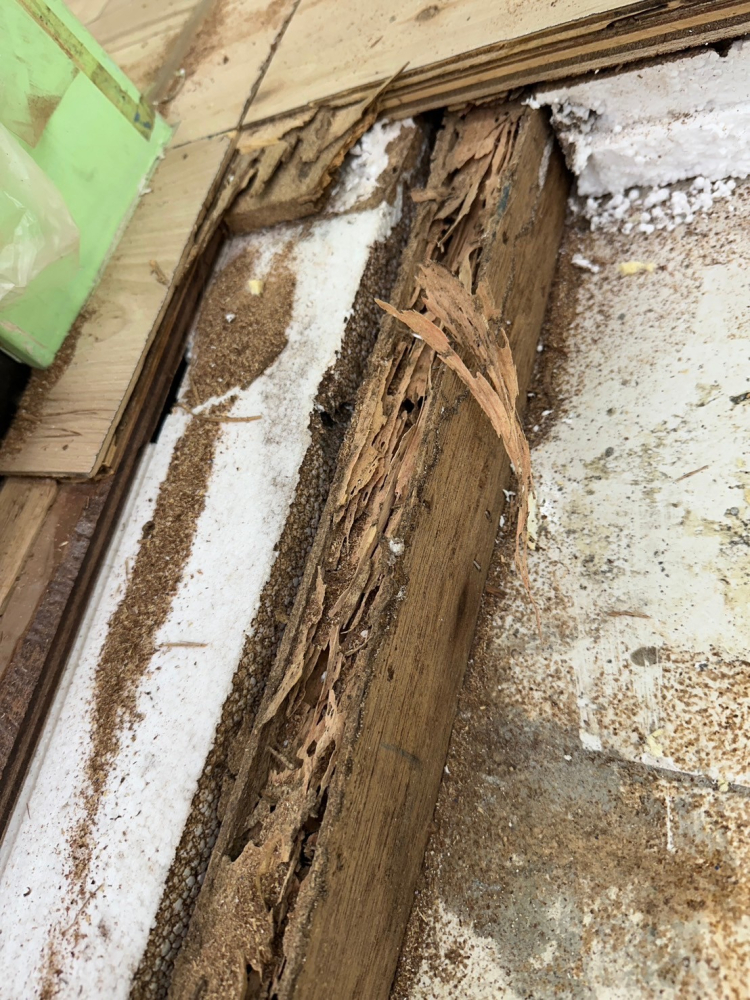 LINE_ALBUM_新莊幼稚園木地板受白蟻嚴重啃食_241121_1