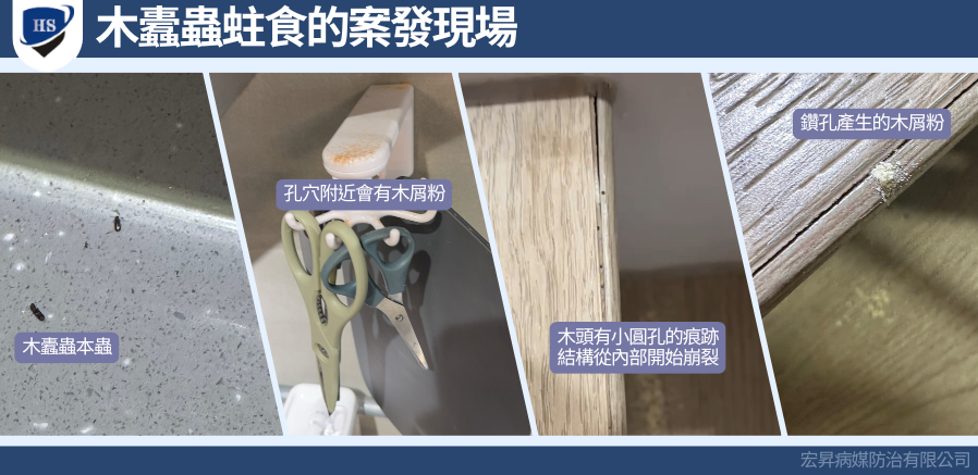 木蠹蟲蛀食木頭