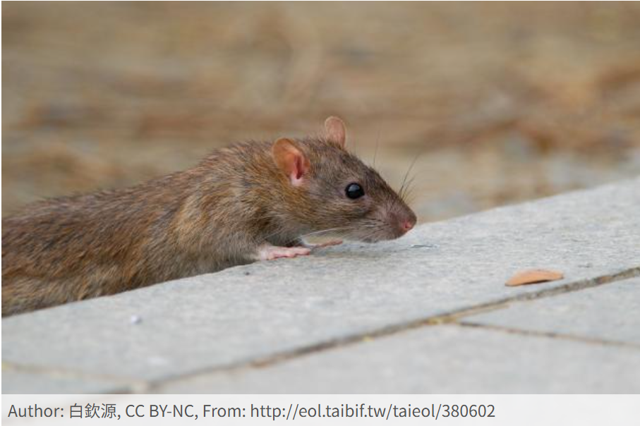 溝鼠