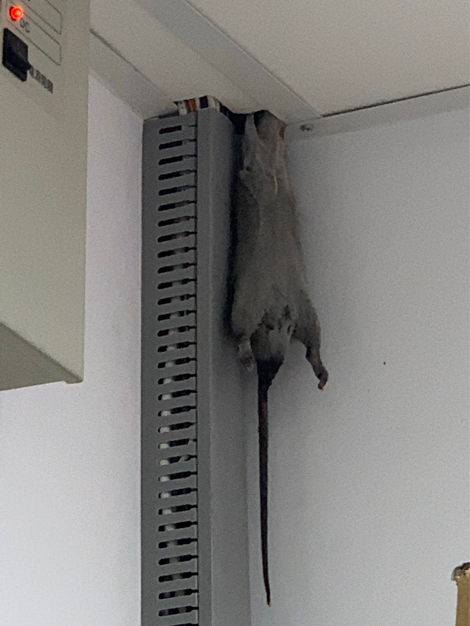 老鼠死在天花板