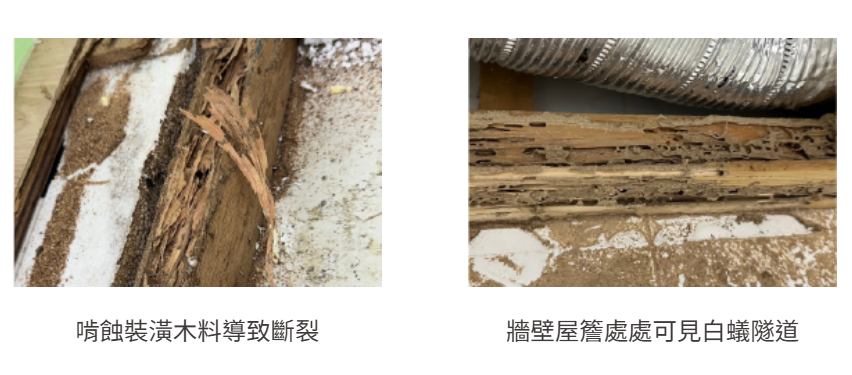 除白蟻案例